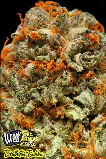 Deathstar Marijuana Strain Pictures - The Weed Blog