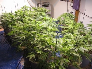 12/1 Lighting For Marijuana Cultivation