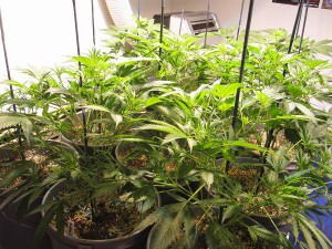 12/1 lighting method for marijuana cultivation