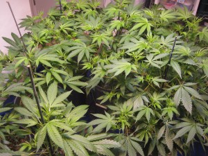 12/1 lighting method for marijuana cultivation
