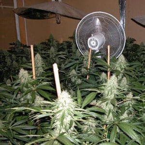 indoor cannabis garden