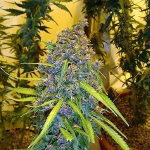 Purple marijuana flower