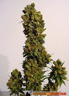 Skunk Red Hair Cannabis