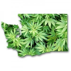 Washington State Marijuana