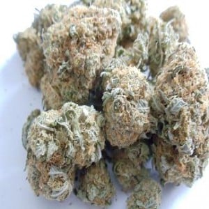 white rhino cannabis