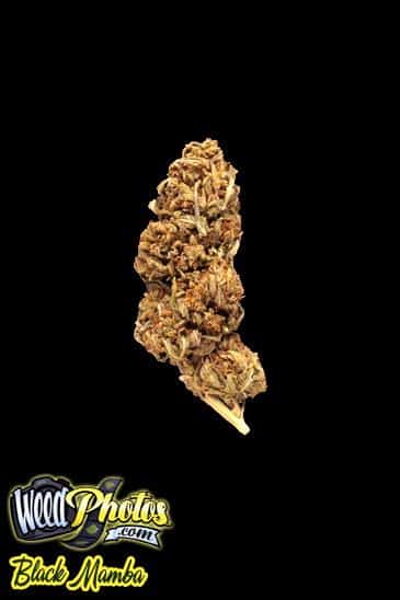 black mamba marijuana strain