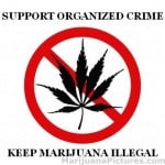 organized crime marijuana