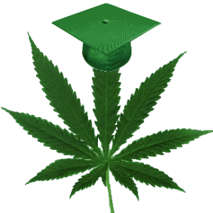 university marijuana