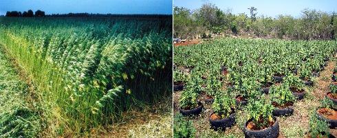 hemp field versus marijuana field
