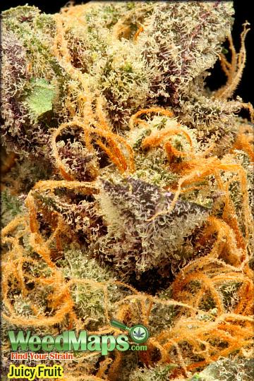 juicy fruit marijuana strain
