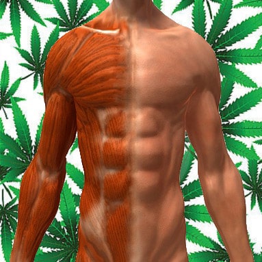 marijuana muscle