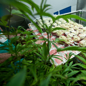 cannabis plants and cupcakes