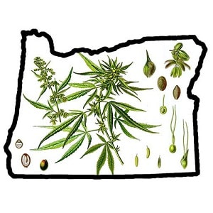 Oregon Cannabis Graphic