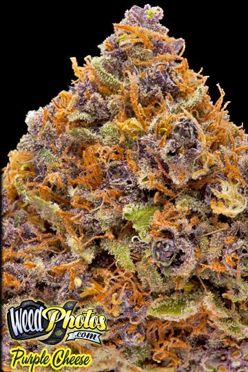 purple cheese marijuana strain