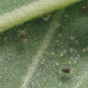 spider mites cannabis