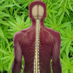 spinal cord marijuana