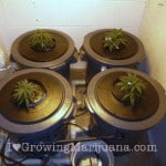 01-marijuana-hydroponic-systems