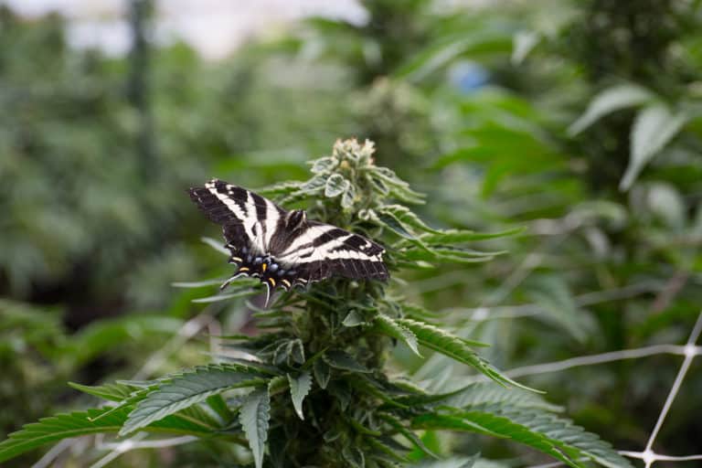 Powdery mildew can harm beautiful cannabis plants.