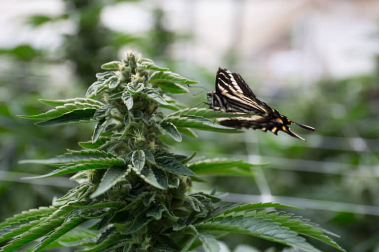 Image of a butterfly landing on a marijuana plant.