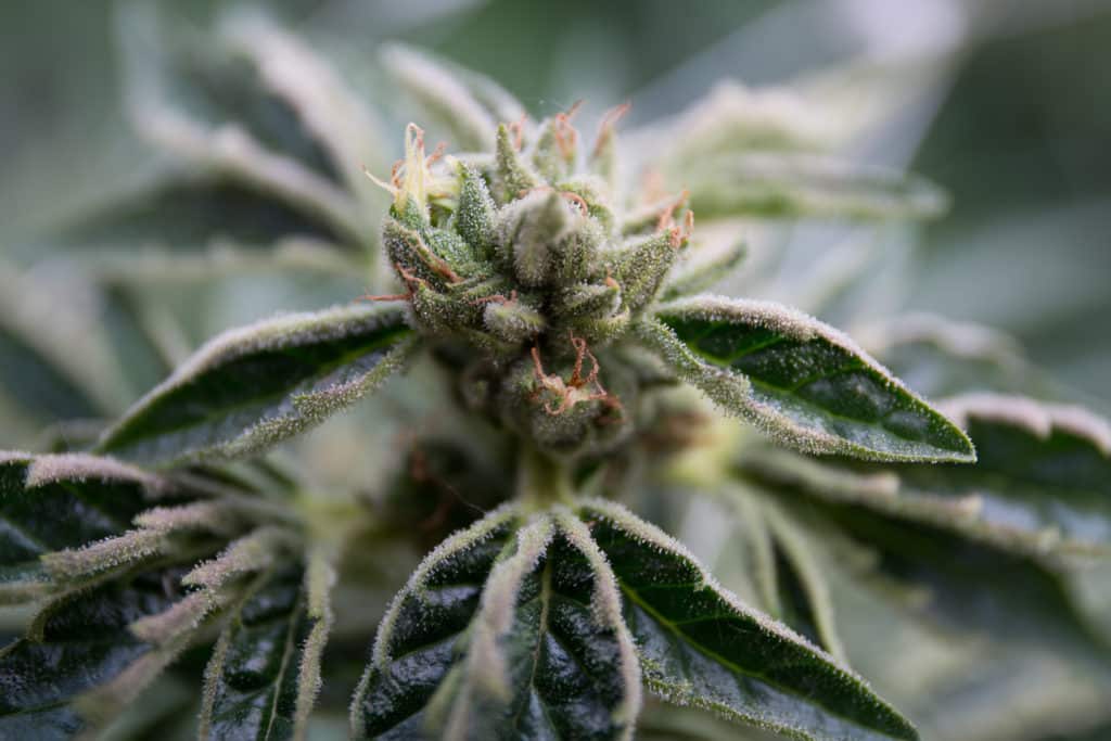 The question how long to dry weed as beautiful as this will be answered below.