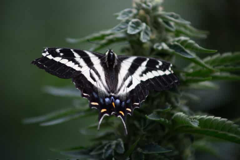Image of a butterfly on an outdoor marijuana plant.