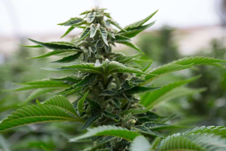 Image of flowering cannabis plant outdoors.