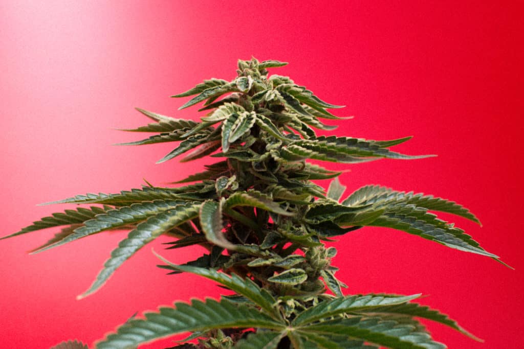 Learn what stoners chose as the top marijuana and CBD products of 2019.