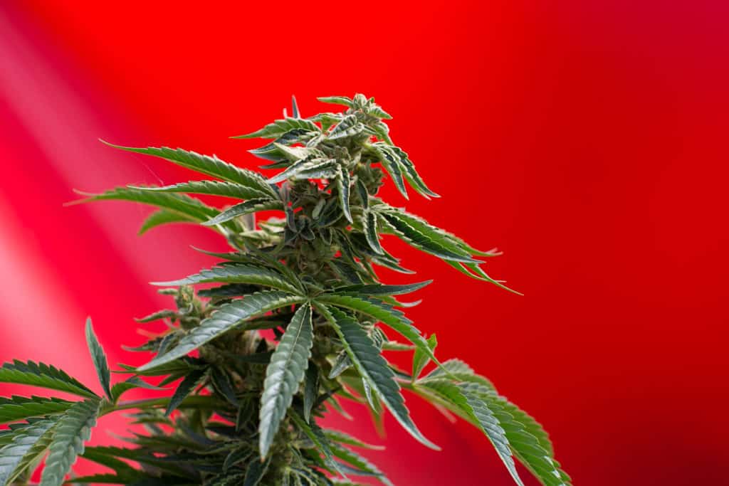 Image of a flowering cannabis plant.