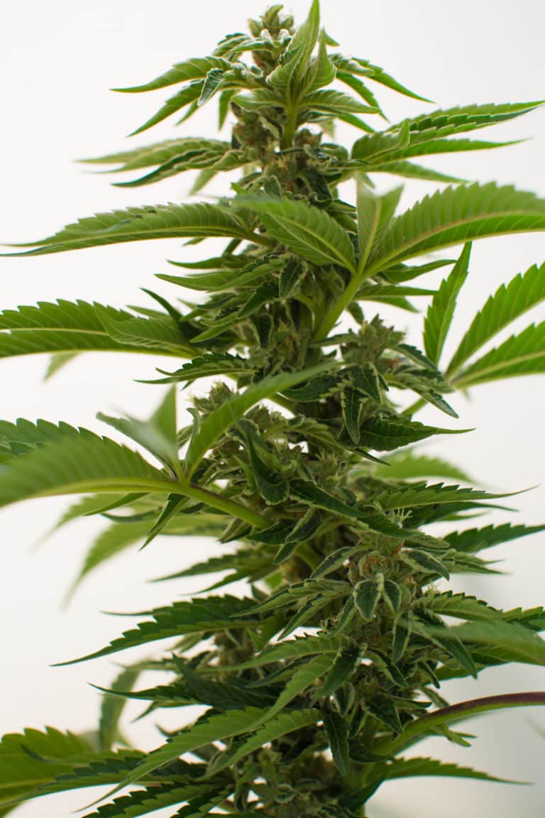 An image of a flowering cannabis plant.
