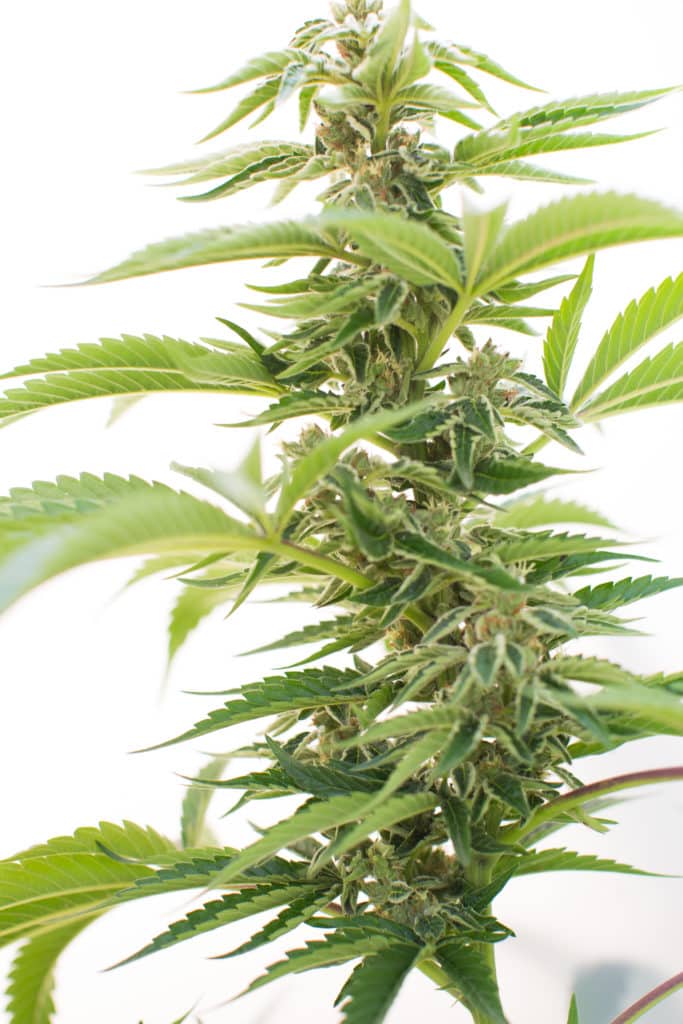 An image or cannabis or marijuana. Marijuana reform may be up for discussion next legislative session.