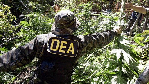 DEA Forced to Remove Misleading Cannabis Claims From Website