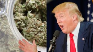 the trump card and the cannabis community