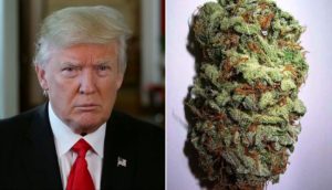donald trump and the cannabis community