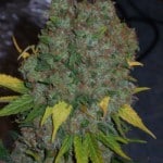 20-marijuana-hydro-growing