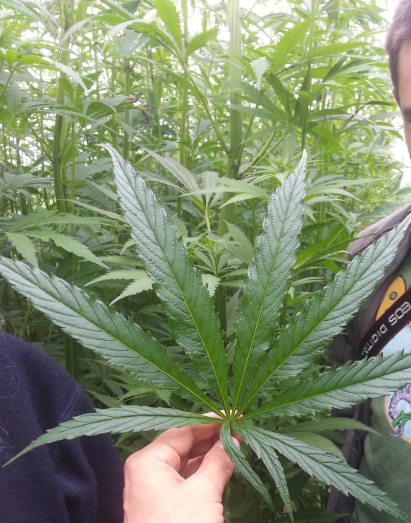 New Zealand Patients, Medical Marijuana