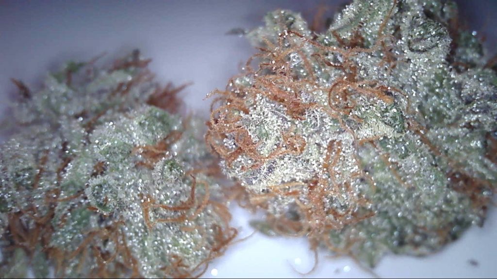 RedHat Ralphs 2017 Oregon Cannabis Event Picks