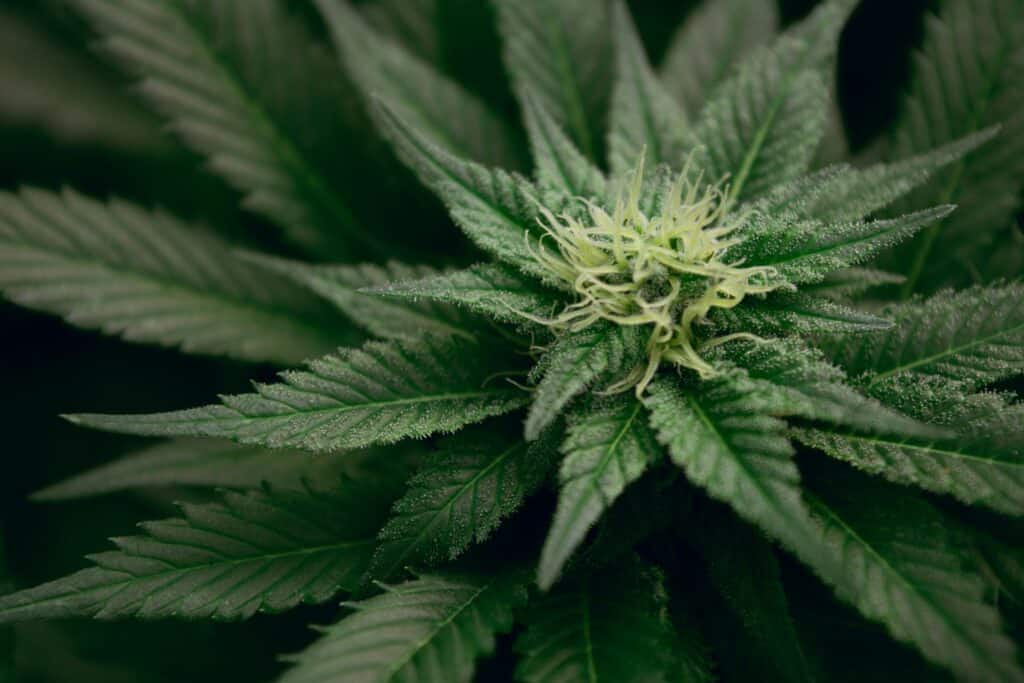 cannabis rescheduling