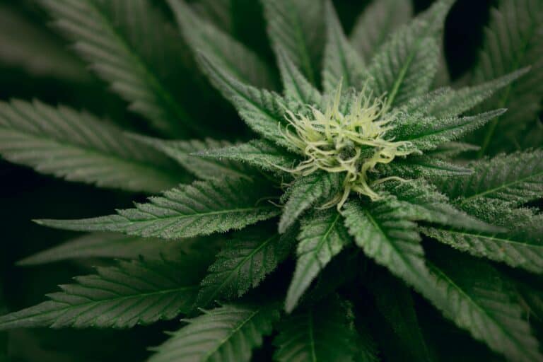 cannabis rescheduling