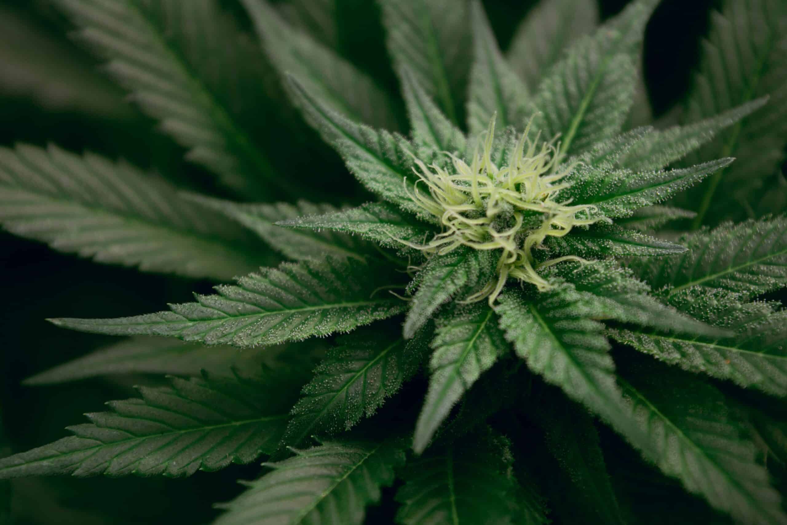 theweedblog.com - Leah Maurer - Can Federal Cannabis Rescheduling Revive the Medical Marijuana Industry?