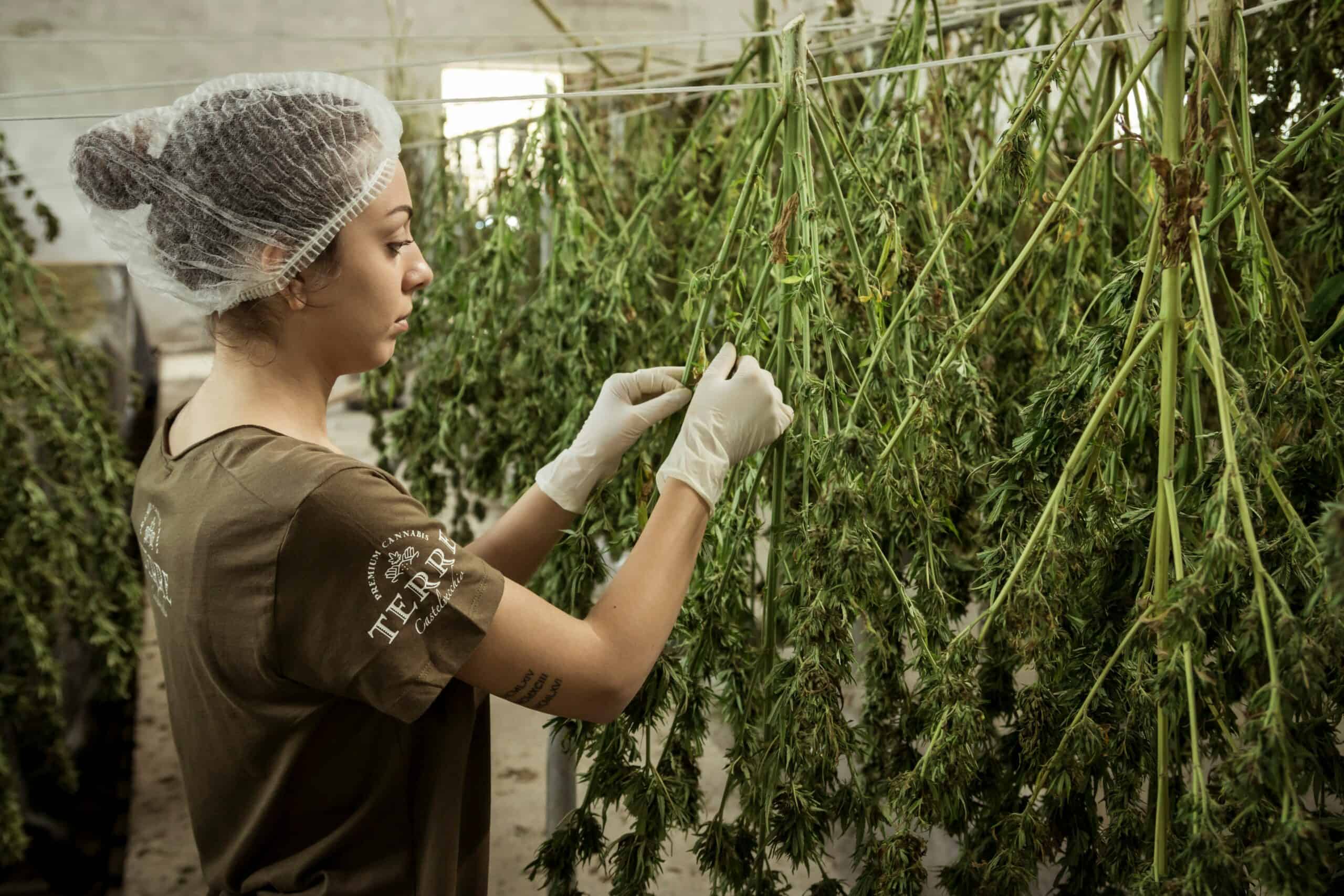 theweedblog.com - Leah Maurer - How Cannabis Has Become a Multi-Billion-Dollar Economic Engine for America