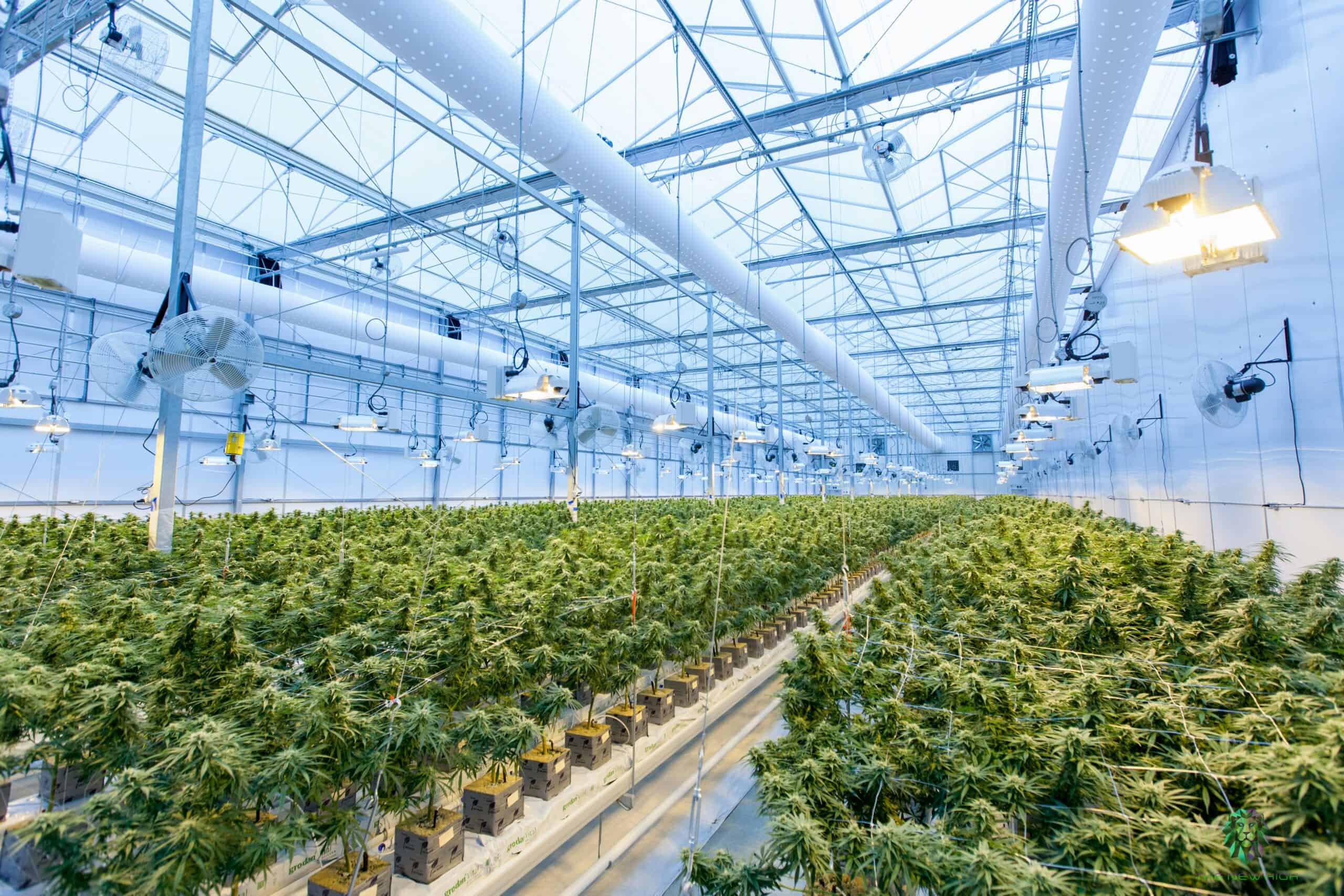 theweedblog.com - Leah Maurer - New Cannabis Research Challenges How We Think About the Entourage Effect