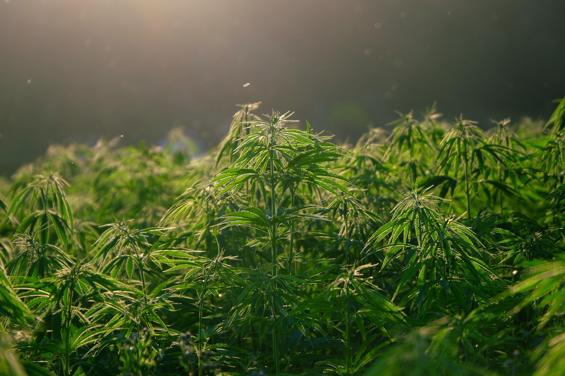 theweedblog.com - Leah Maurer - Germany's Medical Cannabis Boom Is Redrawing the Global Marijuana Trade Map