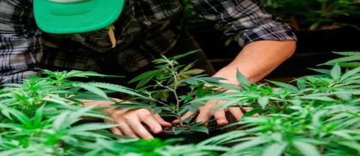 pruning marijuana plants