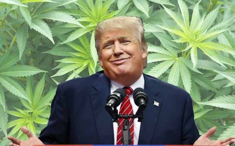donald trump marijuana