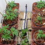 51-top-feed-cannabis-growing