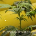 71-nft-cannabis-growing