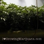 72-nft-hydroponics-cannabis-growing