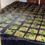 80-aeroponics-misting-marijuana