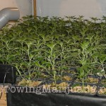 82-indoor-cannabis-misting