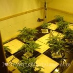90-hydroponics-nutrient-solution-marijuana